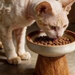 Gatto che mangia da una ciotola in ceramica rialzata